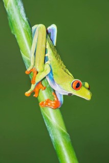 Red eyed tree frog (Agalychins callydrias) on green stem, Sarapiqui, Costa Rica