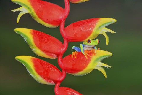 Red-eyed Tree Frog (Agalychins callydrias) on a Heliconia (Heliconoa stricta) flower, Costa Rica
