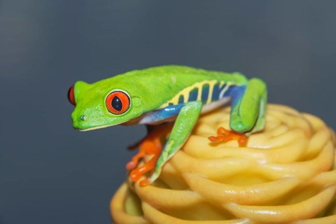 Red eyed tree frog (Agalychins callydrias) on yellow flower, Sarapiqui, Costa Rica