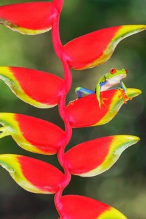 Red eyed tree frog (Agalychins callydrias) on Heliconia flower, Sarapiqui, Costa Rica