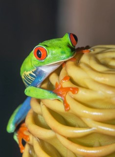 Red eyed tree frog (Agalychins callydrias) on yellow flower, Sarapiqui, Costa Rica