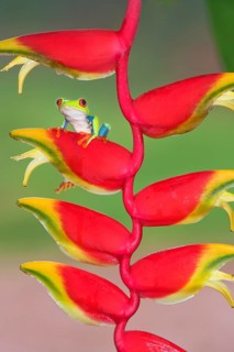 Red-eyed Tree Frog (Agalychins callydrias) on a Heliconia (Heliconoa stricta) flower, Costa Rica
