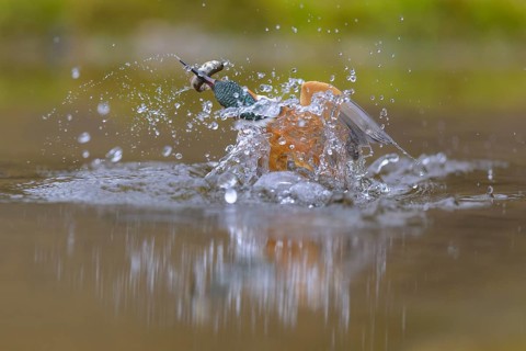 Kingfisher (Alcedo atthis), taking off from the water with a fish in its beak, Lechauen, Bavaria