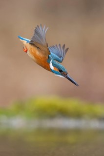 Kingfisher (Alcedo atthis), in a dive, hunting flight, shortly in front of diving into the water,
