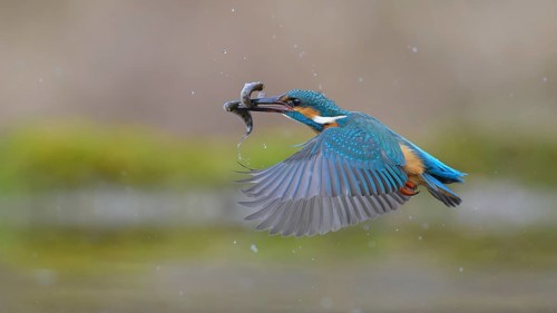 Kingfisher (Alcedo atthis), in flight with two fish in its beak, Lechauen, Bavaria