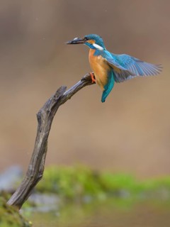 Kingfisher (Alcedo atthis), landing on its perch with fish in its beak, Lechauen, Bavaria