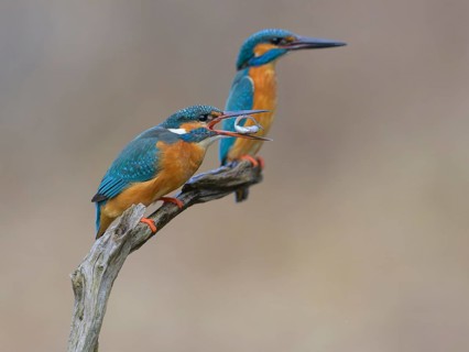 Kingfisher (Alcedo atthis), breeding pair on perch, female with fish in beak, Lechauen, Bavaria