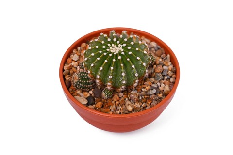 Small 'Echinopsis Hybrid' cactus plant in flower pot on white background