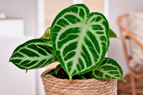 Close up of exotic leaf of 'Silver Blush Anthurium Crystallinum' houseplant in flower pot