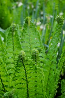 Young shoot, curled leaves of a fern frond, North Rhine-Westphalia, Germany