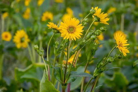 Silphium perfoliatum (Silphium perfoliatum), perennial and perennial plant that can be cultivated