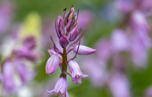 Bluebell (Hyacinthoides), North Rhine-Westphalia, Germany
