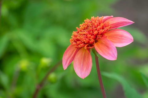 Dahlia (Dahlia), North Rhine-Westphalia, Germany