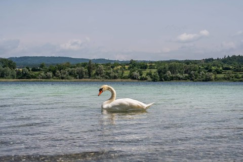Ein Höckerschwan (Cygnus olor) am Bodenseeufer, Radolfzell am Bodensee, Landkreis Konstanz,