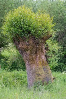 Freshly sprouting willow (Salix), Franconia, Bavaria, Germany