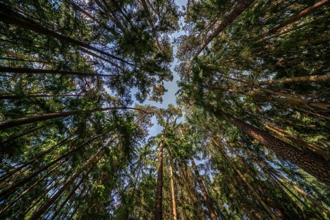 Pine forest (Pinus sylvestris), Franconia, Bavaria, Germany