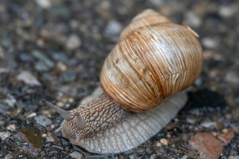 Vineyard snail (Helix pomatia) on the road, Bavaria, Germany