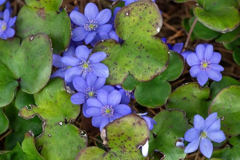 Liverwort (Hepatica nobilis), Bavaria, Germany