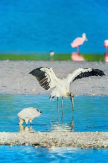 Wood Stork (Mycteria Americana) and Roseate Spoonbills (Platalea ajaja) fishing, Sanibel Island, J