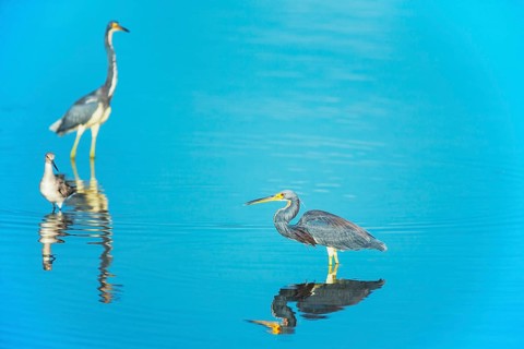 Tricolored herons (Egretta tricolor) looking for food, Sanibel Island, J.N. Ding Darling National