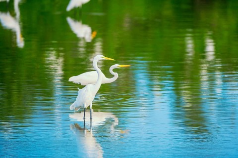 Great white egrets (Ardea alba) looking for food, Sanibel Island, J.N. Ding Darling National