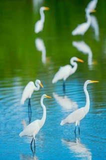 Great white egrets (Ardea alba) looking for food in a pond, Sanibel Island, J.N. Ding Darling