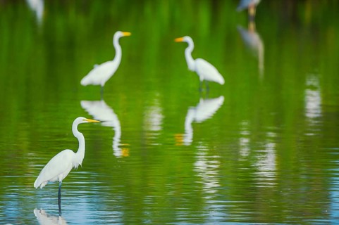 Great white egrets (Ardea alba) looking for food in a pond, Sanibel Island, J.N. Ding Darling