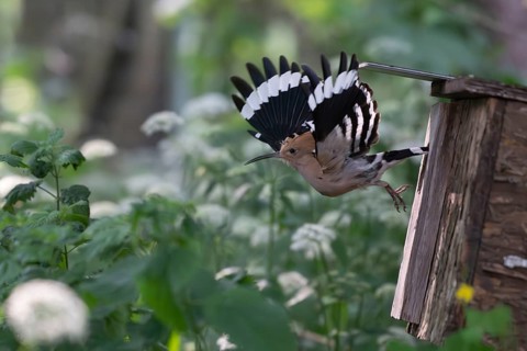 Hoopoe (Upupa epops) flies out of the nesting box after feeding the young birds, Oberspreewald,