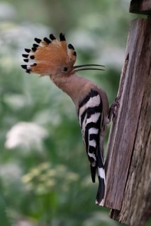 Hoopoe (Upupa epops) at the nesting box, Oberspreewald, Brandenburg, Germany