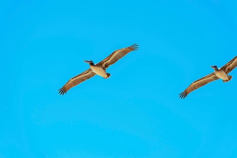 Brown Pelicans in flight, Orange County, California, USA, North America