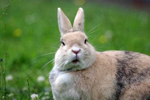 Rabbit (Oryctolagus cuniculus), portrait, grass, funny, cute, face, frontal view of a rabbit