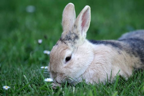 Rabbit (Oryctolagus cuniculus), portrait, lying, grass, cute, Easter, A brown rabbit lies relaxed