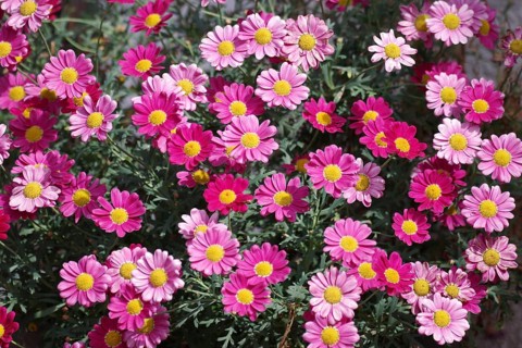 Shrub marguerite (Argyranthemum frutescens), pink, pink flowers, Many coloured flowers of a shrub