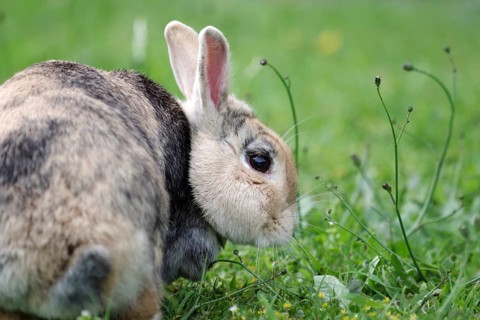 Rabbit (Oryctolagus cuniculus), side profile, blades of grass, eating, natural, The brown rabbit