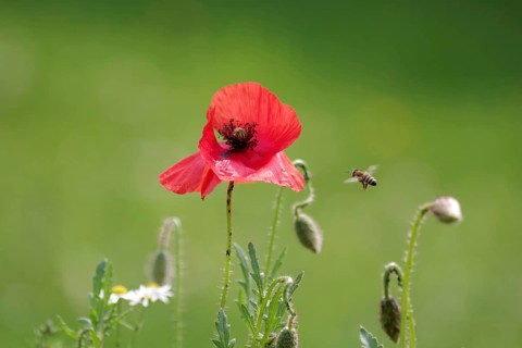 Red poppy (Papaver rhoeas), bee, garden, A bee flies to the poppy flower