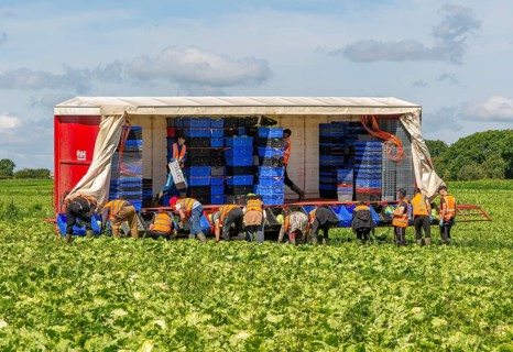 Team of foreign workers harvesting lettuce crop loading onto boxes on trailer, Suffolk, England, UK