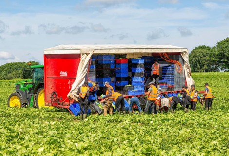 Team of foreign workers harvesting lettuce crop loading onto boxes on tractor trailer, Suffolk,