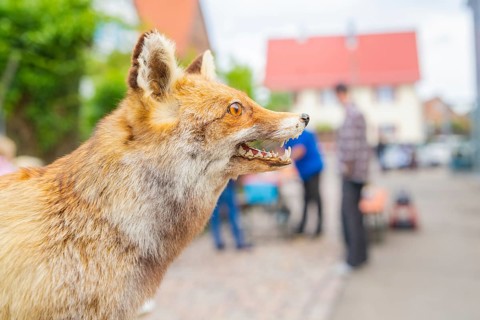 Close-up of a fox on a city street, with blurred background, family party in Neubulach, district of