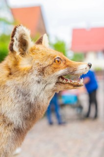Close-up of the head of a fox with urban background and engraved detail, family party in Neubulach,