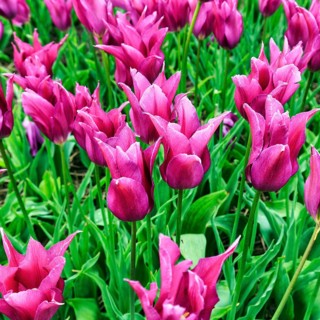 Pink tulips, tulip field, Bollenstreek, South Holland, Netherlands