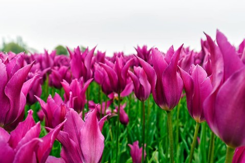 Pink tulips, dull spring weather, cloud cover, tulip field, Bollenstreek, South Holland,