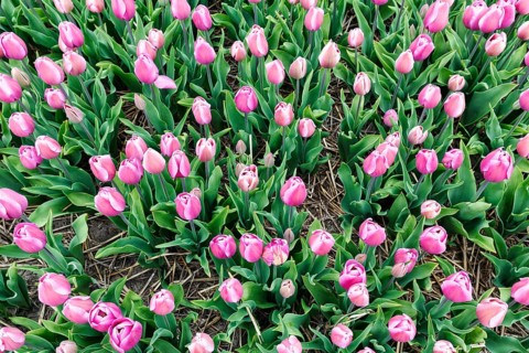 Pink tulips, tulip field, view from above, Bollenstreek, South Holland, Netherlands