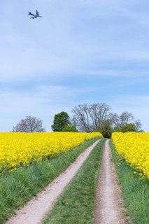 An aeroplane flies over a rape field with a dirt track in the middle. The sky is blue and slightly
