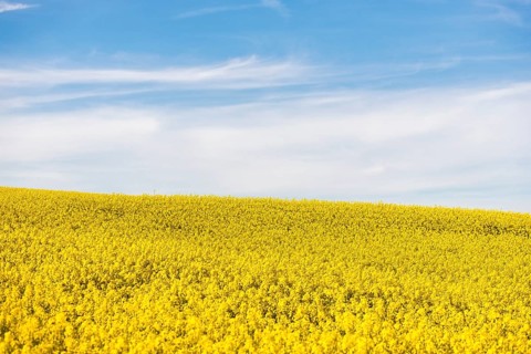 A seemingly endless field of rapeseed stretches under a clear blue sky on a sunny day, near