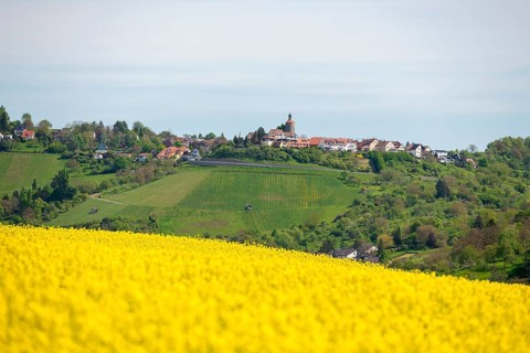 Rapeseed field in front of a hill with a small village in the background, Bürg near Winnenden,