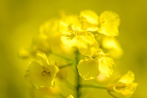 Macro photograph of bright yellow rape flowers with details, Baden-Württemberg, Germany