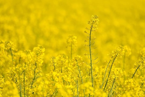 Rapeseed blossoms silhouetted in the background, individual stems visible, Baden-Württemberg,