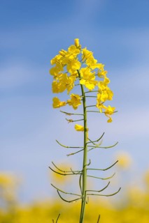Yellow rape blossom rises against a clear blue sky, Baden-Württemberg, Germany