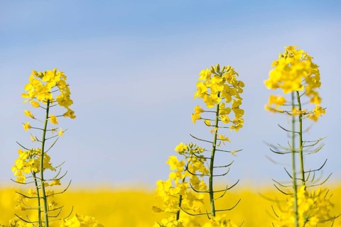 Rape blossoms bloom in close-up against a clear blue sky. Bright and calming mood,