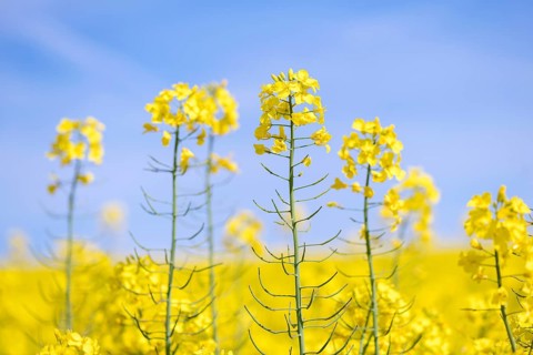 Yellow rape blossoms in front of a blue sky, Baden-Württemberg, Germany